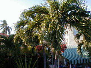 04Palme1