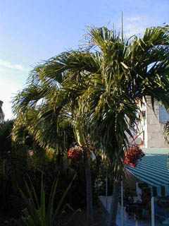 05Palme2