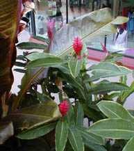 47Blumen