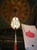 Fisher_Building_Detroit6